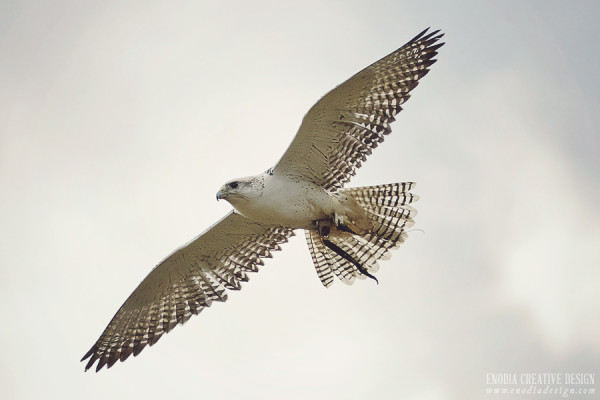 Falconeria Freddy e Viky