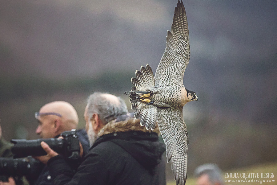 Falconeria Freddy e Viky