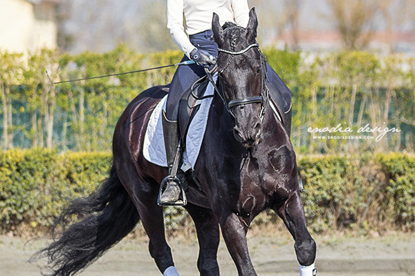 Stage Aironi Dressage | Beatrice Cassanmagnago e Fransje