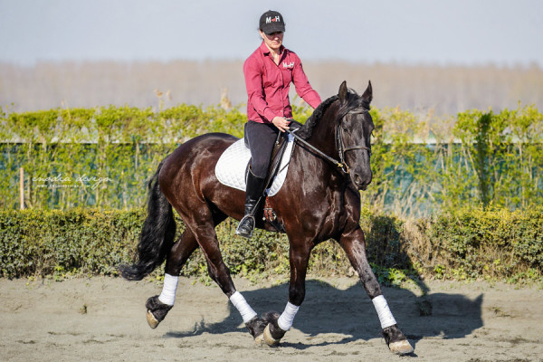 Stage Aironi Dressage | Elena Giunipero e Iago