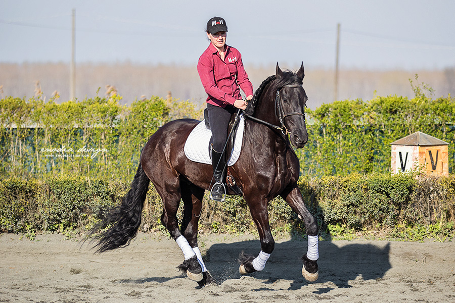 Stage Aironi Dressage | Elena Giunipero e Iago