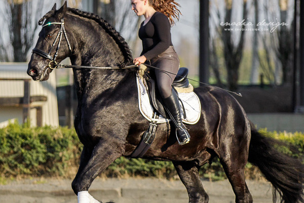 Stage Aironi Dressage | Martina Sbrocchi e Wouter van Brenda P.