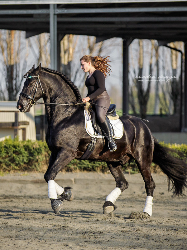 Stage Aironi Dressage | Martina Sbrocchi e Wouter van Brenda P.