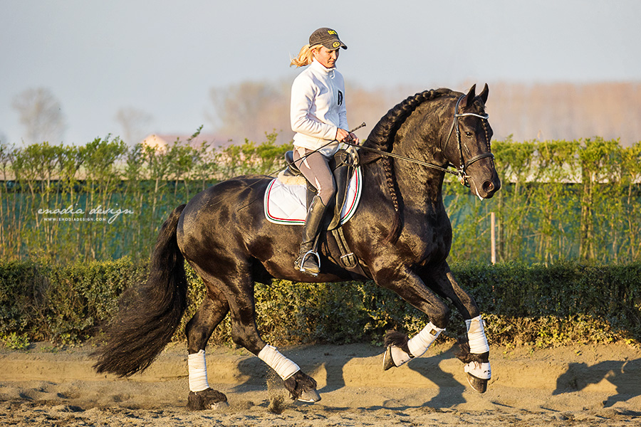 Stage Aironi Dressage | Barbara Prepokova con Yerevan