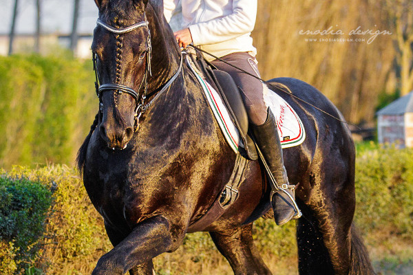 Stage Aironi Dressage | Barbara Prepokova con Yerevan