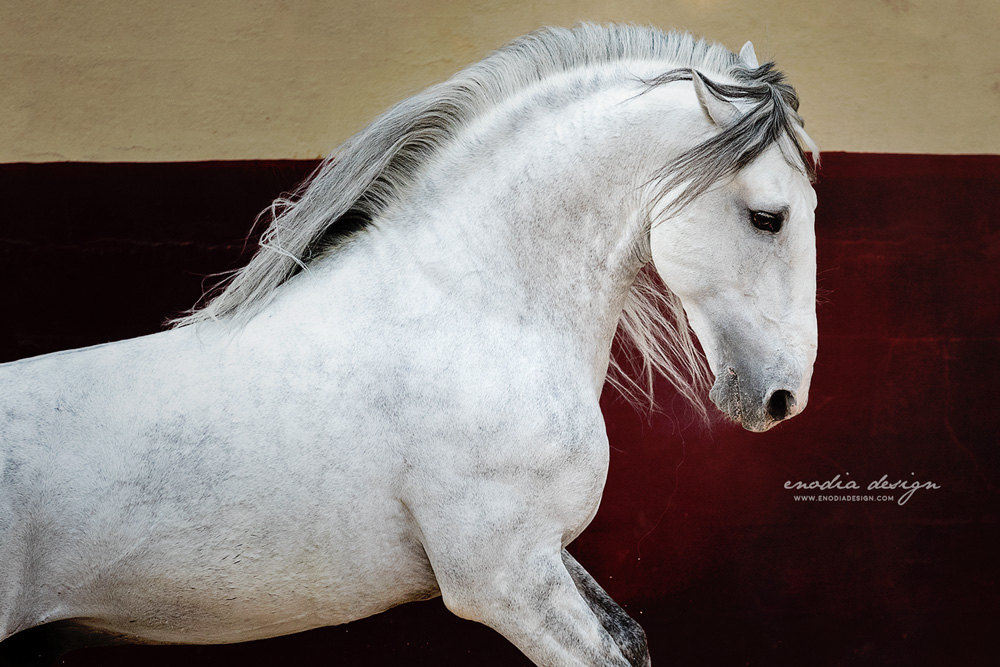 You’re never too old to believe in your dreams… and unicorns. They exist, believe me, I’ve taken photos of one of them! Photo taken during Lusitano World's Photo Workshop with Rita Fernandes, at the Centro Equestre Celg ≈ © Giulia Basaglia - Enodia Design & Photography