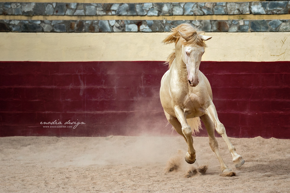 “Anyone can find the dirt in someone. Be the one who finds the GOLD” Fantástico, Lusitano stallion. I’m in Portugal right at the moment and this photo was taken a few days ago during Lusitano World's Photo Workshop with Rita Fernandes, at the Centro Equestre Leziria Grande.