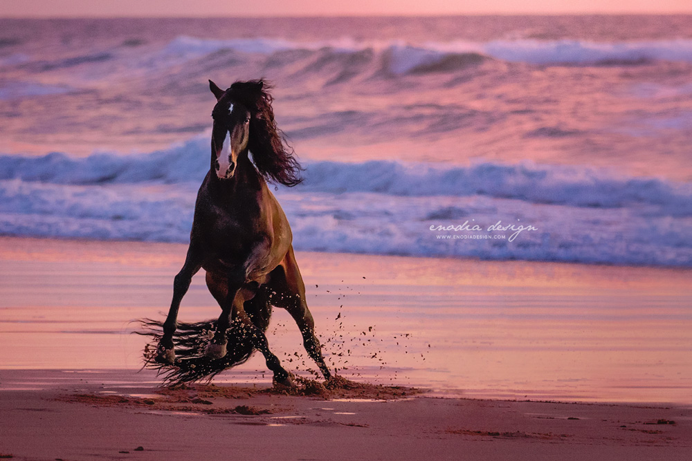 Golden hour, ocean and an amazing Lusitano stallion to photograph… what else could I ask for?! A moment I will never forget. Photo taken during Lusitano World's Photo Workshop with Rita Fernandes. ≈ © Giulia Basaglia - Enodia Design & Photography