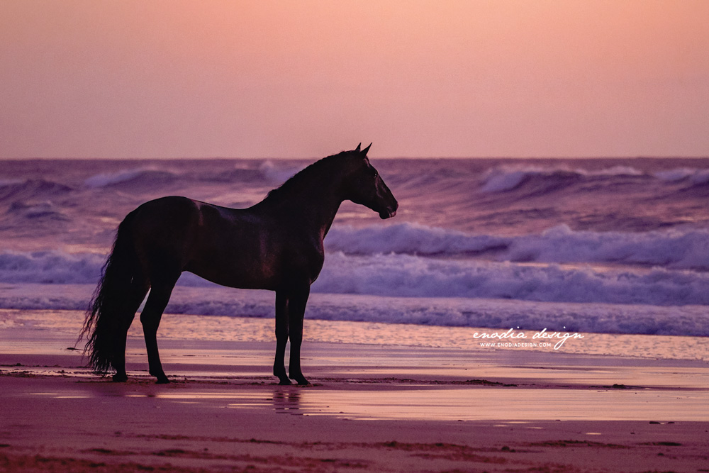 “But these are days we dream about when the sunlight paints us gold.”

Sometimes, taking photos feels like you were living in a dream. Does it happen to you too?

Photos taken during Lusitano World's Photo Workshop with Rita Fernandes.

≈

© Giulia Basaglia - Enodia Design & Photography