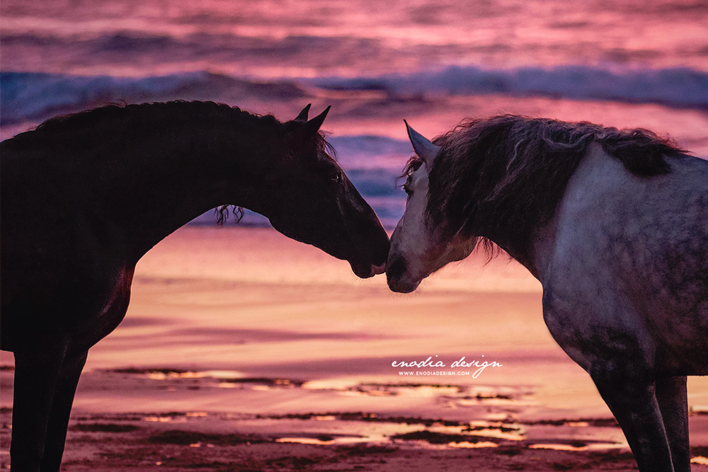 Don’t tell people your dreams. Show them. The sun was setting down, and it was almost too late to take a decent photo without using a longer exposure, but I had to photograph those two Lusitano stallions while playing and getting to know each other. Everything was so breathtaking and those colors... I mean, THOSE COLORS! <3 Photo taken during Lusitano World's Photo Workshop with Rita Fernandes. ≈ © Giulia Basaglia - Enodia Design & Photography