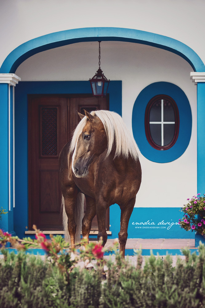 Ana Batista’s Lusitano stallion, Biscoito, framed in the typical Portuguese architecture. How I loved this horse, such an eye catcher! Every time I browse through photos I took of him, I hardly stop myself from publish them all! Photo taken during Lusitano World's Photo Workshop with Rita Fernandes. © Giulia Basaglia - Enodia Design & Photography