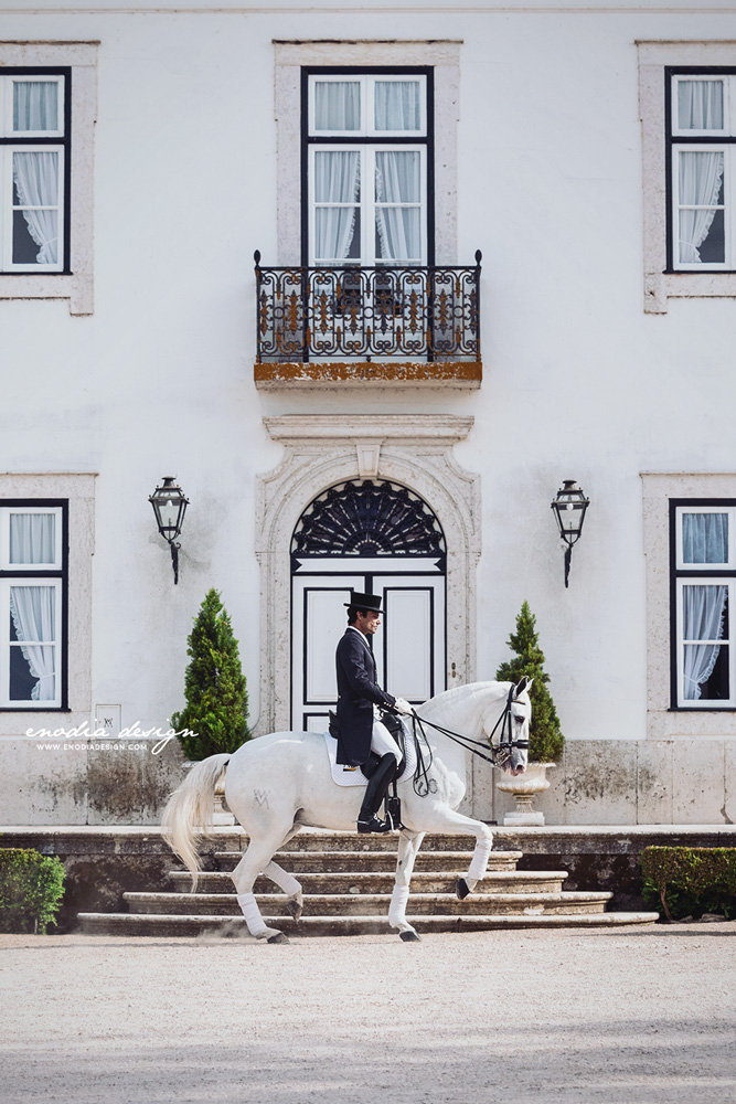 As I wrote in my previous posts, during the Photo Workshop in Portugal, we also had the opportunity to visit the Coudelaria Manuel Tavares Veiga and to photograph, not only extraordinary horses, but also the amazing rider Manuel Borba Veiga, here performing a superbe piaffe with his mare Bailarina! Photo taken during Lusitano World's Photo Workshop with Rita Fernandes. © Giulia Basaglia - Enodia Design & Photography