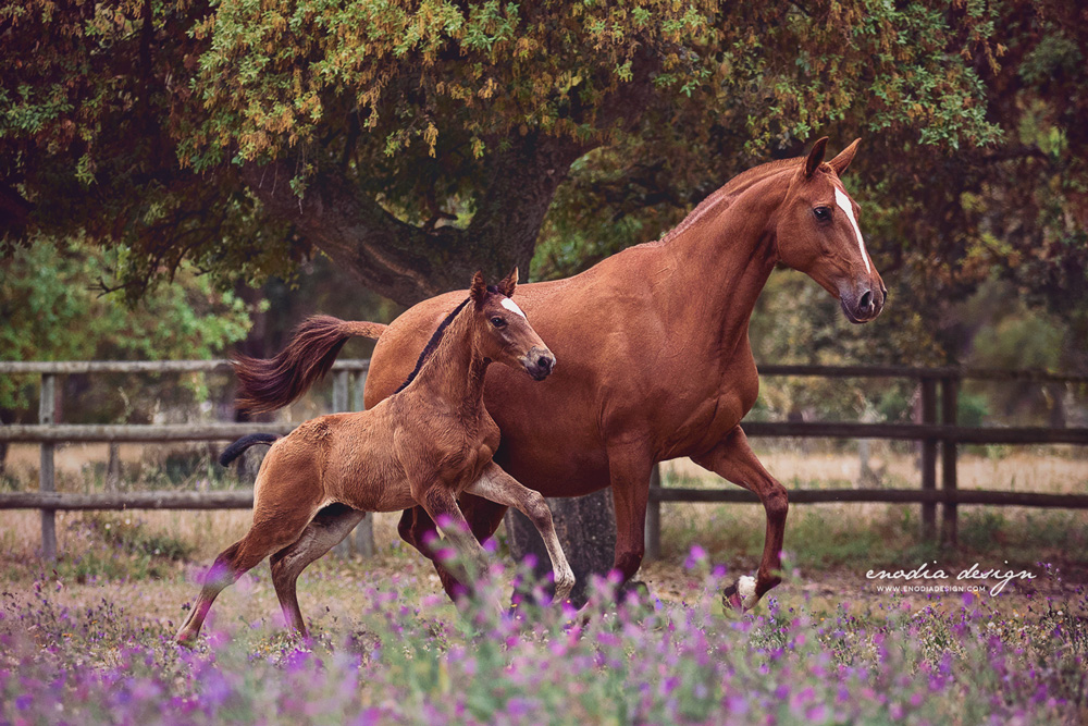 “A mother is she who can take the place of all others, but whose place no one else can take” Auguri a tutte le mamme! 🌸 Basófia da lezírias and her super cute foal! Photo taken during Lusitano World's Photo Workshop with Rita Fernandes at the Coudelaria Companhia das Lezírias. ≈ © Giulia Basaglia - Enodia Design & Photography